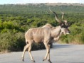 /album/photogallery/a2j-safari-jpg1/